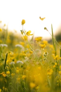 Picture by Brianna Amick. Picturesque field with small yellow wildflowers, Pexel
