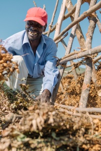 Image: Farmer Elias Chirinda drying his jugo bean (Bambara groundnut) crop in Chimanimani, TSURO, Zimbabwe. Credit: Xavier Vahed for Seed and Knowledge Initiative (SKI). SKI has granted authorisation to use the image in this article.