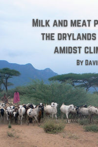 New essay: Milk and meat production in the drylands of Tanzania amidst climate change by Dr David Dawson Maleko