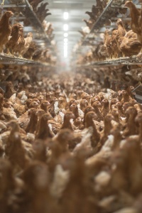 Hundreds of brown chickens on the floor and shelves in a concentrated feeding facility.