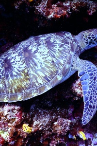 Image: Tom Fisk, Underwater Photography of Brown Sea Turtle, Pexels, Pexels Licence