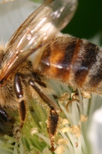 Photo: djfrantic, Bees on our Boysenberries, Flickr, Creative Commons License 2.0 generic.