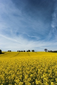 Photo: targut, rapeseed fields, Flickr, Creative commons licence 2.0