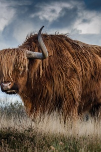 Photo credits: Pexels - https://www.pexels.com/photo/brown-yak-on-green-and-brown-grass-field-144234/