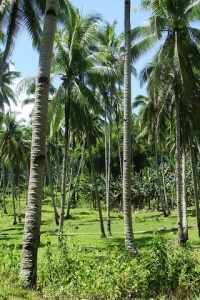 Image: edward musiak, coconut farm, Flickr, Creative Commons Attribution-ShareAlike 2.0 Generic 