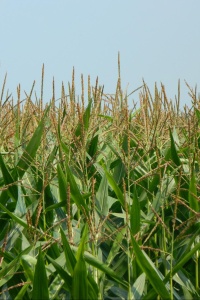 Image: Ruben Holthuijsen, CornField, Flickr, Creative Commons Attribution 2.0 Generic