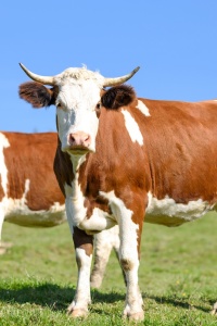 Image: Max Pixel, Cows on pasture, CC0 Public Domain