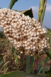 Image: Yuvraj Shingate, Dagadi Jowar, Aatpadi (Sorghum bicolor), Wikimedia Commons, Creative Commons Attribution-Share Alike 4.0 International