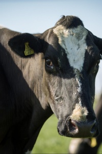 Image: Farm Watch, Dairy Cow, Flickr, Creative Commons Attribution 2.0 Generic