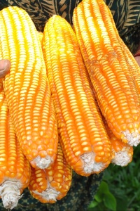 Image: Balaram Mahalder, Maize, Wikimedia Commons, Creative Commons Attribution-Share Alike 3.0 Unported