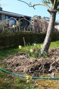 Photo: Tony Hirtenstein, Cowslips, Worcester Pearmain tree and garden, Flickr, Creative commons licence, 2.0