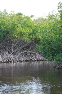 (Photo: Mangroves by Pat (Cletch) Williams, Flickr, creative commons licence 2.0)