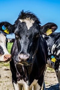 Image: Max Pixel, Agriculture Cows Cow, CC0 Public Domain