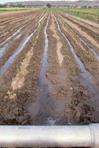 Image: USDA NRCS Montana, Irrigation31.tif, Flickr, Public domain