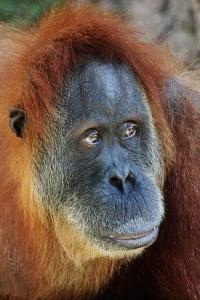 Image: Travis Isaacs, Orangutan, Flickr, Creative Commons Attribution 2.0 Generic