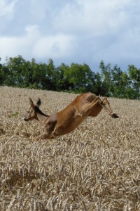 Image: Jackie Proven, Leaping deer in wheat field near Hawklaw, Geograph, Creative Commons Attribution-ShareAlike 2.0 Generic