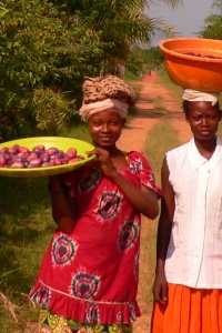 Image: Francish7, Tasty seasonal African Plums - known locally as Safu - in Basankusu, Wikimedia Commons, Creative Commons Attribution 3.0 Unported