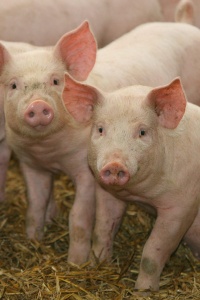 Image: K-State Research and Extension, Pigs, Flickr, Creative Commons Attribution 2.0 Generic