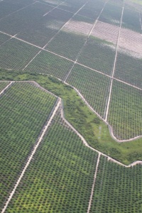 Image: glennhurowitz, Recently planted palm oil plantation on rainforest peatland, Flickr, Creative Commons Attribution-NoDerivs 2.0 Generic 