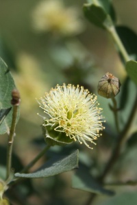 Image: Marco Schmidt, Guiera senegalensis, inflorescence and leaves, SW Burkina Faso, Wikimedia Commons, Creative Commons Attribution-Share Alike 3.0 Unported