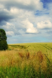 Photo: domwlive, Lushes Fields, flickr, CC BY-ND 2.0