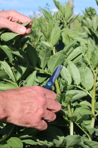 Image: Local Food Initiative, Topping broad bean plants, Flickr, Creative Commons Attribution 2.0 Generic