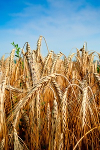 Image: Žarko Šušnjar, Among the fields of wheat, Flickr, Creative Commons Attribution-ShareAlike 2.0 Generic 