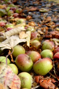 Credit: James Bowe, Apples by the road, Flickr, Creative Commons licence 2.0