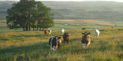 livestock and protein