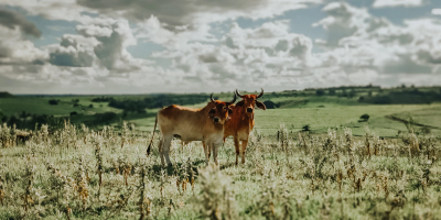 Image: Sergio Souza, Brown cow on the middle of grass field, Unsplash, Unsplash Licence