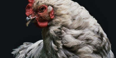 Image: @heytowner, gray and red rooster photo, Unsplash, Unsplash Licence