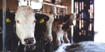 Image: freestocks.org, White Cow in Cattle House, Pexels, Pexels Licence