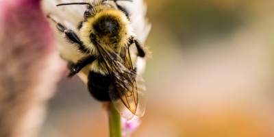 Image: Hilary Halliwell, Selective-focus Photography of Bee on Top of Flower, Pexels, Pexels Licence