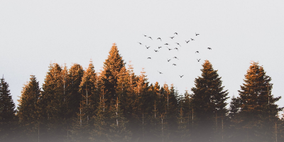 Image: Efdal YILDIZ, Flock of birds, Pexels, Pexels Licence