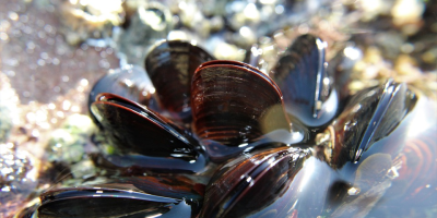 Image: Beesmurf, Mussel seafood, Pixabay, Pixabay Licence