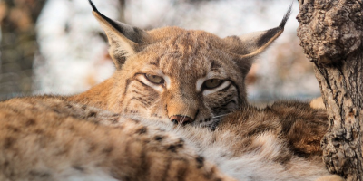 Image: veverkolog, Eurasian lynx, Pixabay, Pixabay Licence