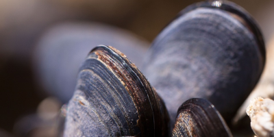 Image: stux, Mussels shells seafood, Pixabay, Pixabay Licence