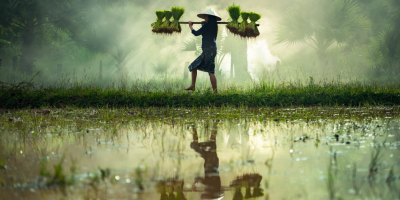 Image of farmer carrying rice seedlings through flooded fields. Source: Pixabay