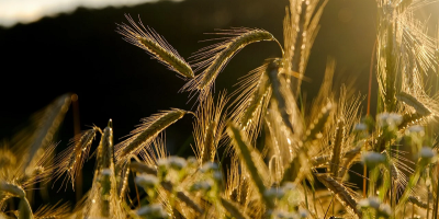 Image: NickyPe, Grain spike rye field, Pixabay, Pixabay Licence