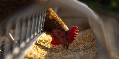 Image: AndreaGoellner, Hen chicken feeding, Pixabay, Pixabay Licence