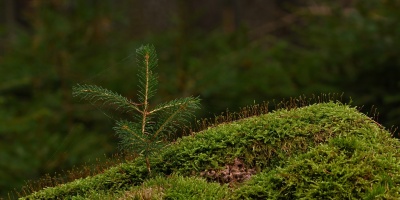 Image: jggrz, Forest moss sapling, Pixabay, Pixabay Licence