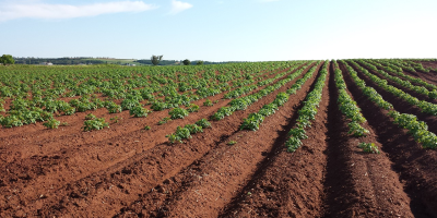 Image: meganelford0, Potato field crops, Pixabay, Pixabay Licence