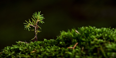 Image: jggrz, Tree moss seedling, Pixabay, Pixabay Licence