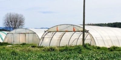 Image: Medium-sized market garden growing 5 ha for the local market, in Bouches-du-Rhône. 