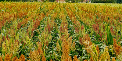 Image: Schwoaze, Field crop sorghum, Pixabay, Pixabay Licence