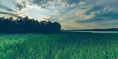 Image: DariuszSankowski, Grass field meadow, Pixabay, Pixabay Licence