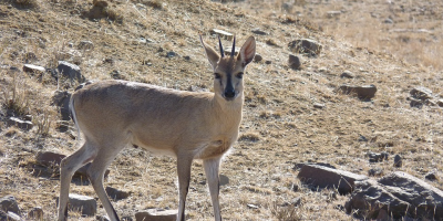 Image: polyfish, Grey Duiker Antelope, Pixabay, Pixabay Licence