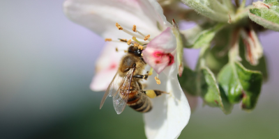 Image: blende12, Bee pollination apple blossom, Pixabay, Pixabay Licence