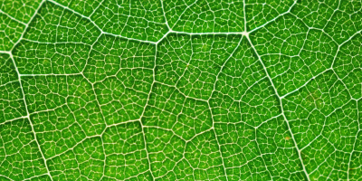 Image: hajninjah, Photosynthesis green color, Pixabay, Pixabay Licence