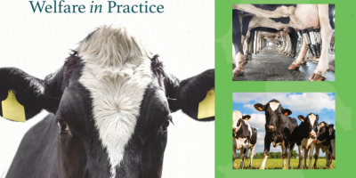 Dairy Cattle Welfare in Practice